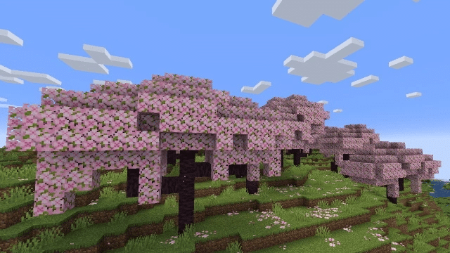 location of the cherry blossoms in Minecraft